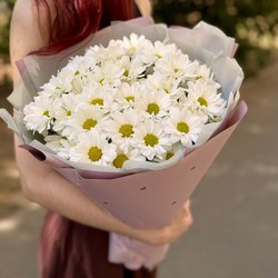 Хризантемы Хризантемы